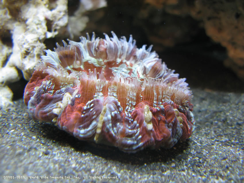 NATURE'S OCEAN - Black Beach - Sable vivant aquarium - 9,07kg