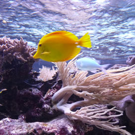 For cleaner water quality use our aquarium seawater by Nutri Seawater