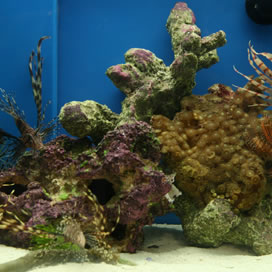 For cleaner water quality use our aquarium seawater by Nutri Seawater