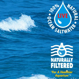 For cleaner water quality use our aquarium seawater by Nutri Seawater