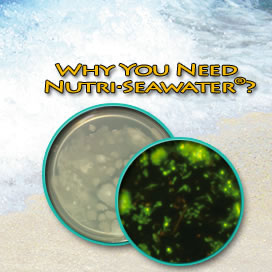 For cleaner water quality use our aquarium seawater by Nutri Seawater