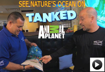 Nature's Ocean As Seen On Animal Planet's Tanked Episodes