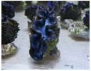 aquarium stones