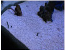 aquarium substrates
