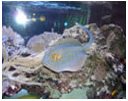 aquarium-gravel