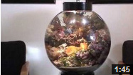 saltwater aquarium videos