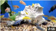 saltwater aquarium videos